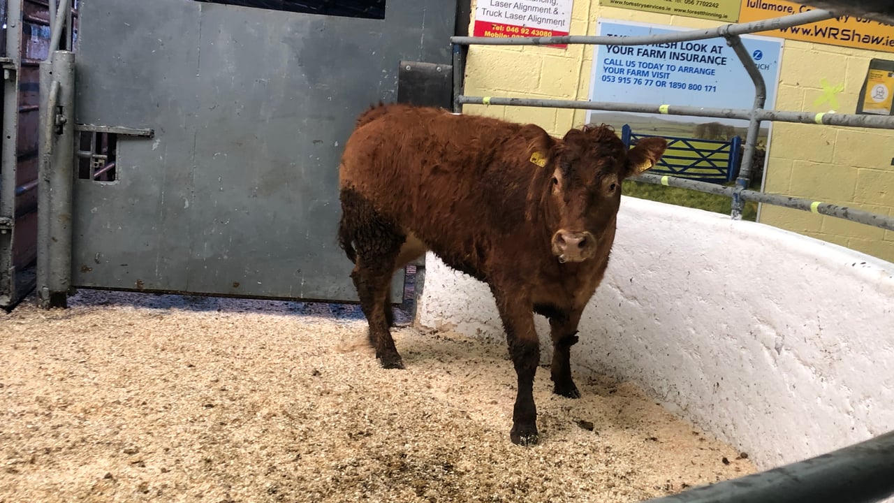 Limousin heifer weighing 460kg sold for €1,070 or €2.32/kg