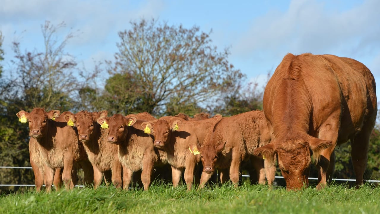 A Limousin cow with all her genetic calves born via ET