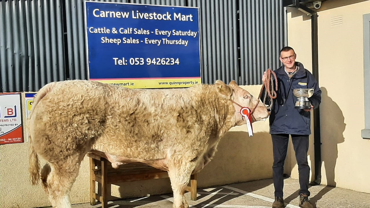 Champion bullock