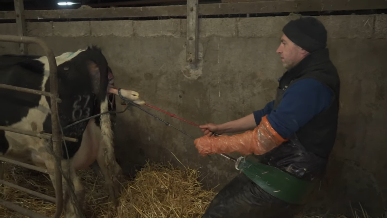 Video: Back injury inspires dairy farmer to invent calving assist