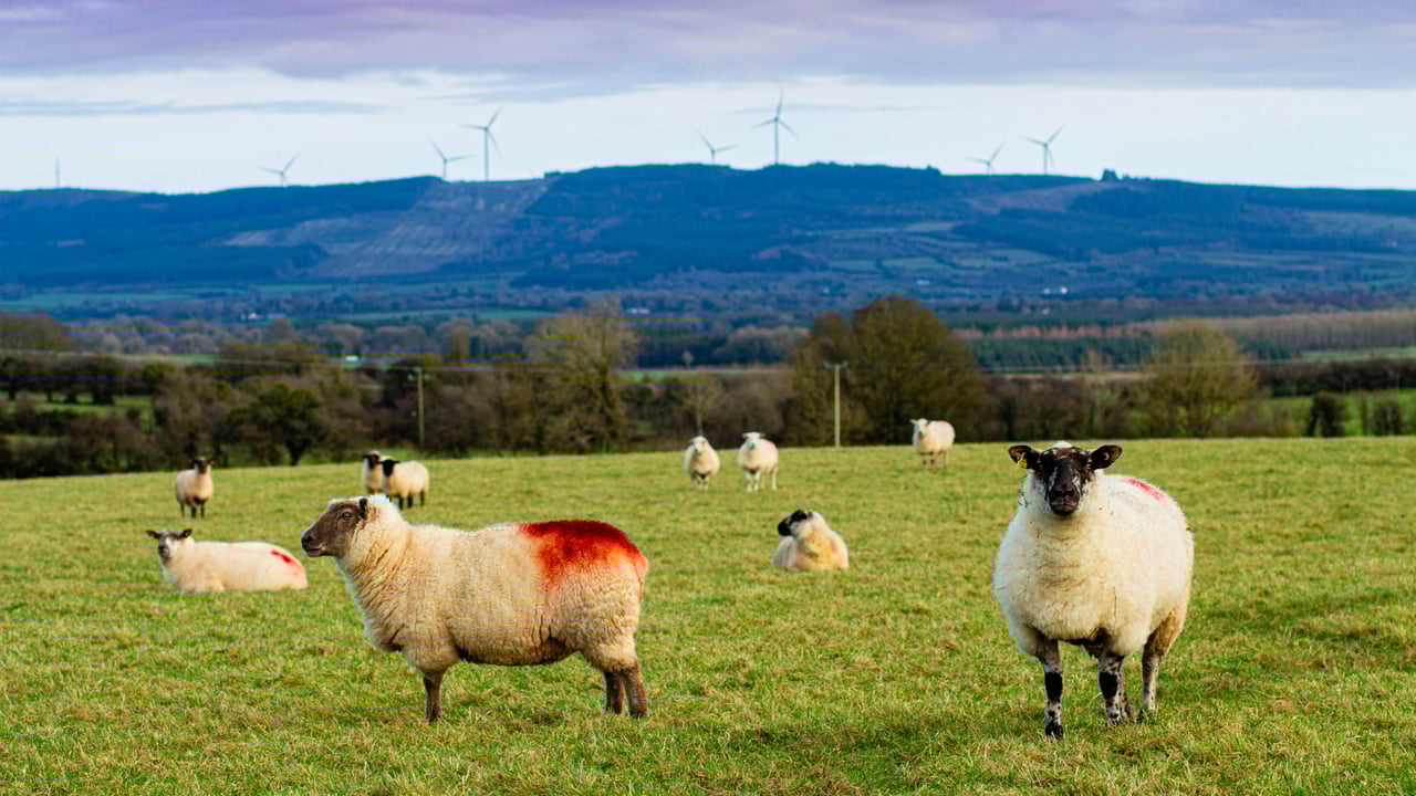 Advice for a new entrant to sheep farming