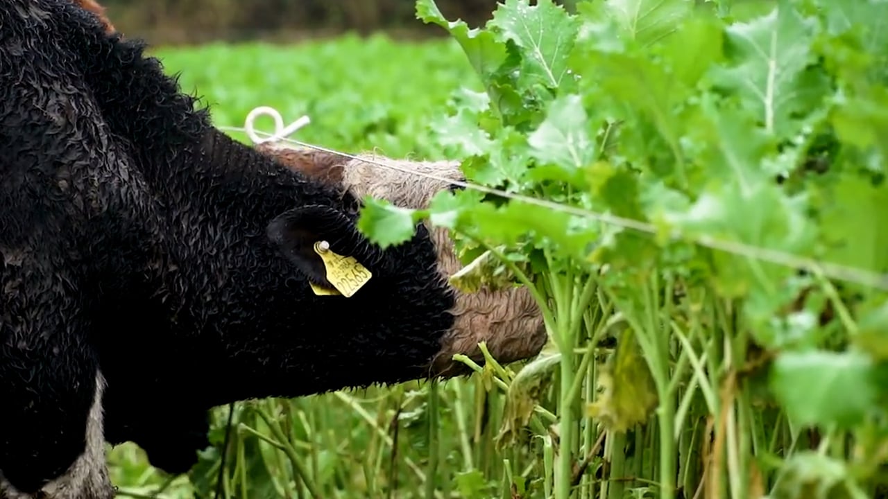 Out-wintering weanlings on Teagasc Green Acres Calf to Beef farm