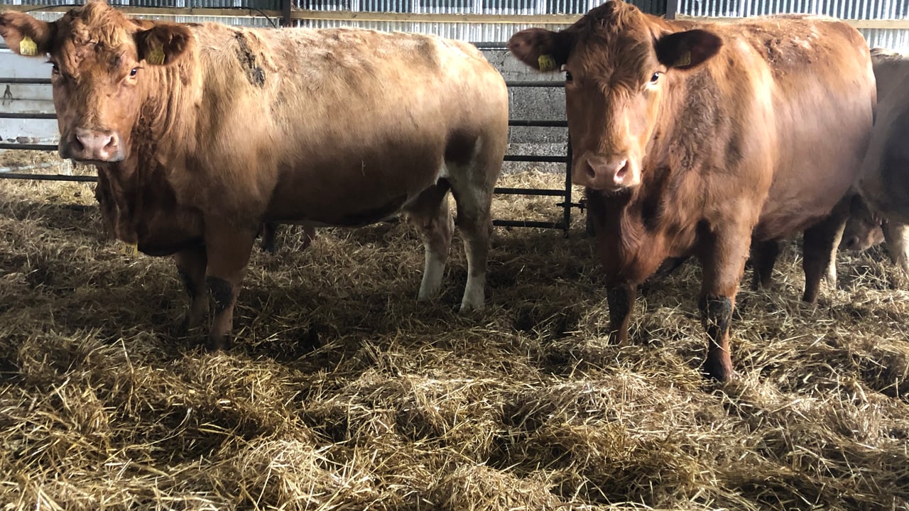 Feeding the suckler cow after calving