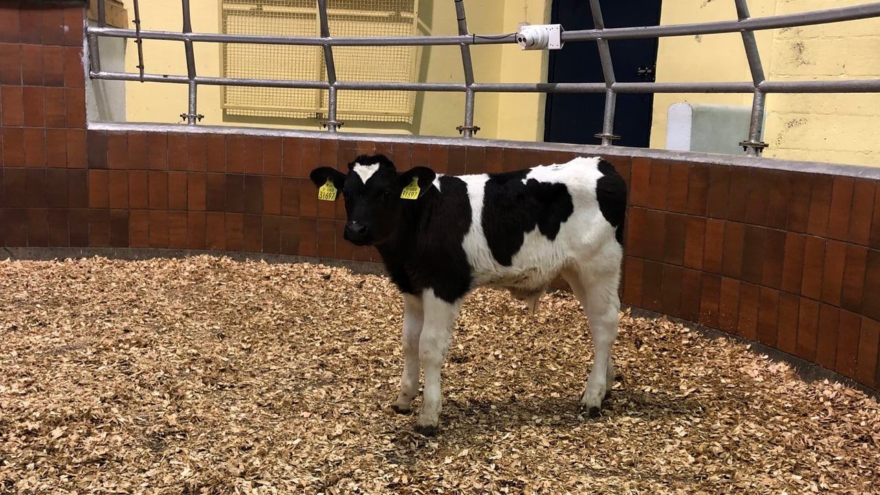 Calf trade: Calm before the storm, as dairy births race ahead of 2020