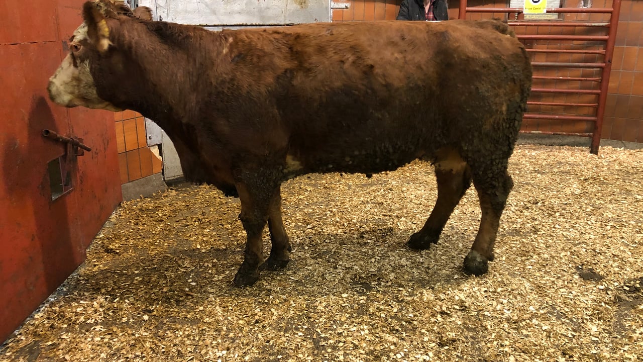 Cattle marts: Dry cow trade moves up a gear in Carnew and Dowra
