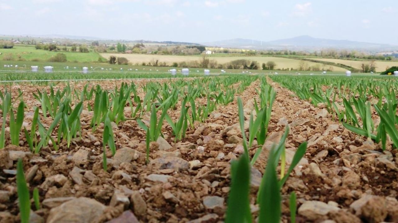 Hear the latest research and insights in the Irish tillage sector