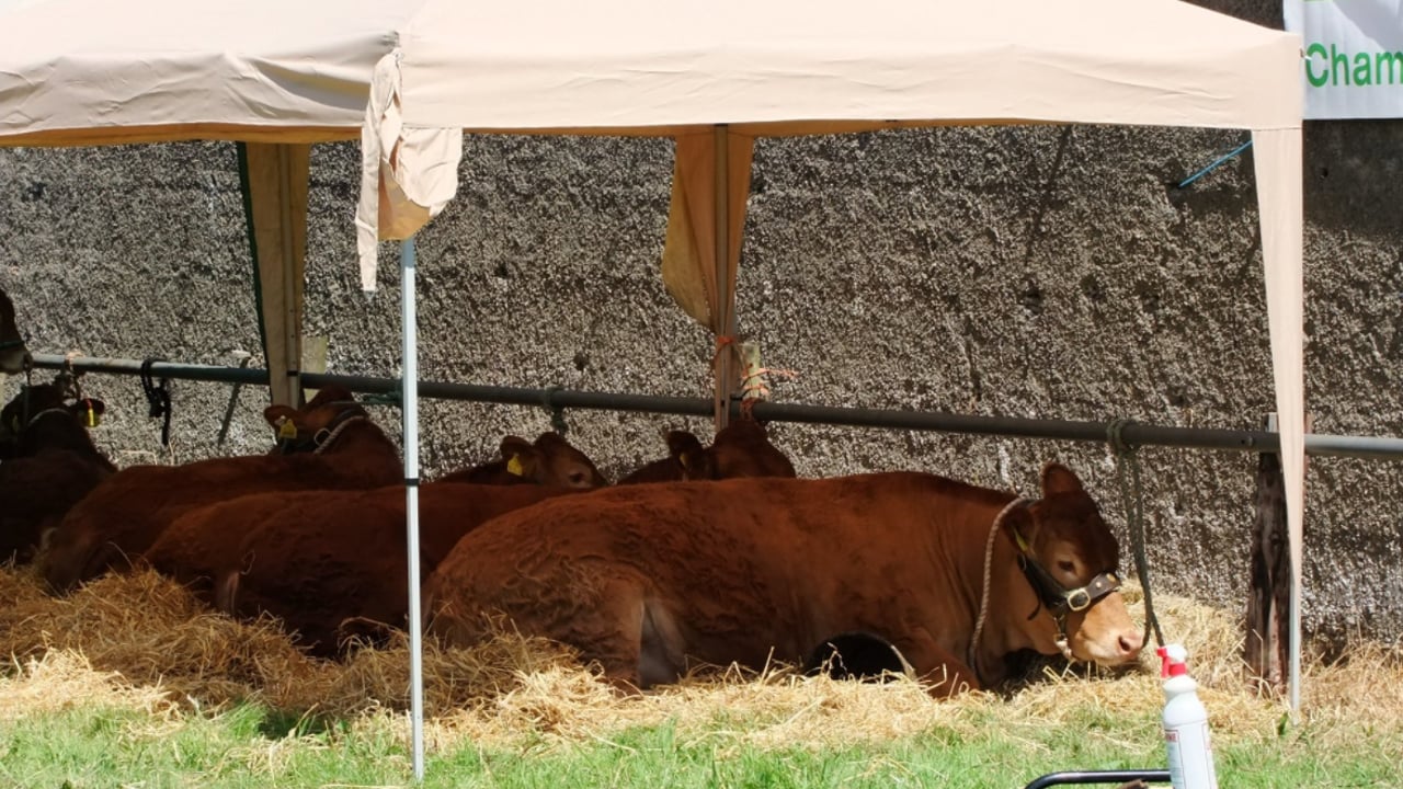 Image source: Mullingar Agricultural show Facebook page 