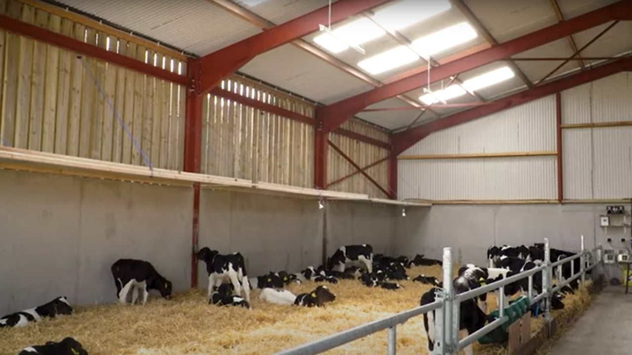 Perfecting conditions within calf housing this spring