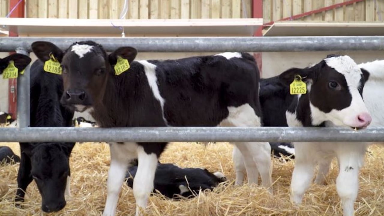 AHI CalfCare events this month cancelled due to Covid