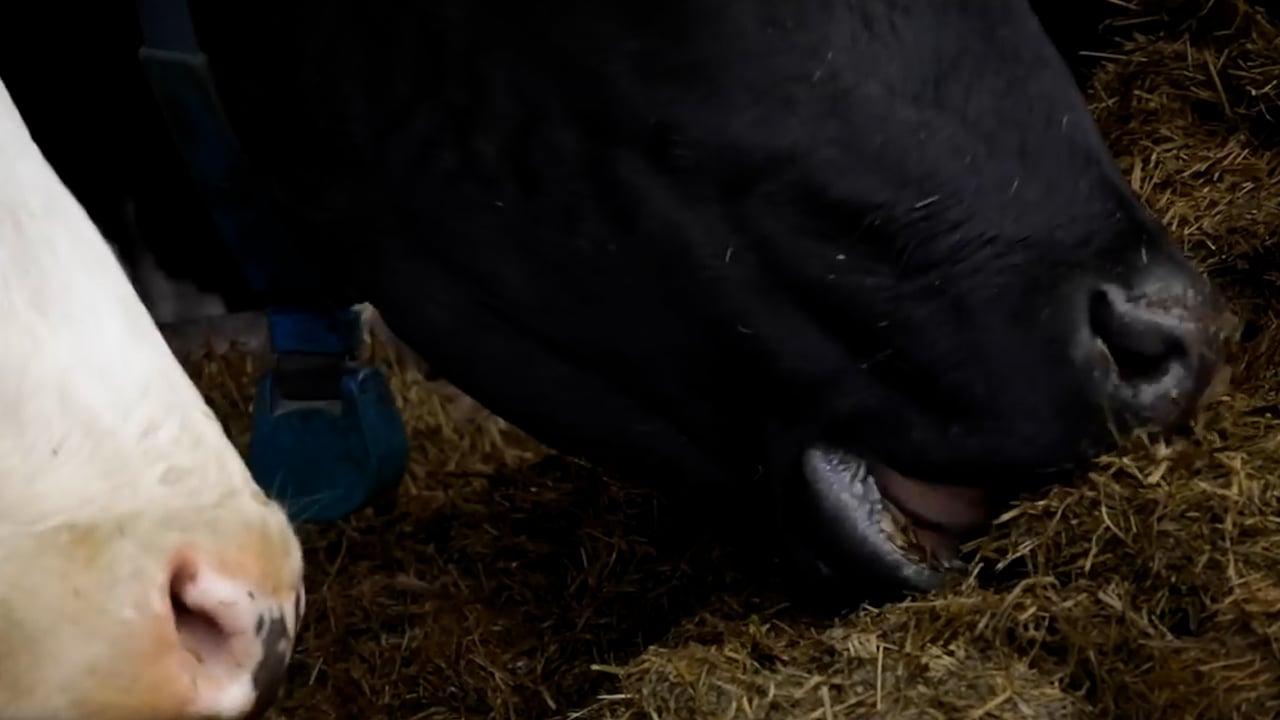 The Calf Show - Monday:  Preparing your farm for the arrival of calves
