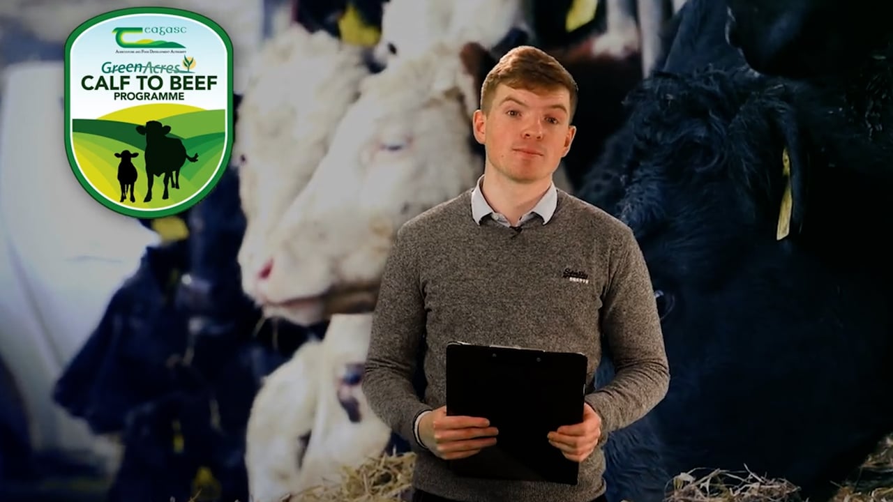The Calf Show - Thursday - Weaning calves and getting them ready for turnout