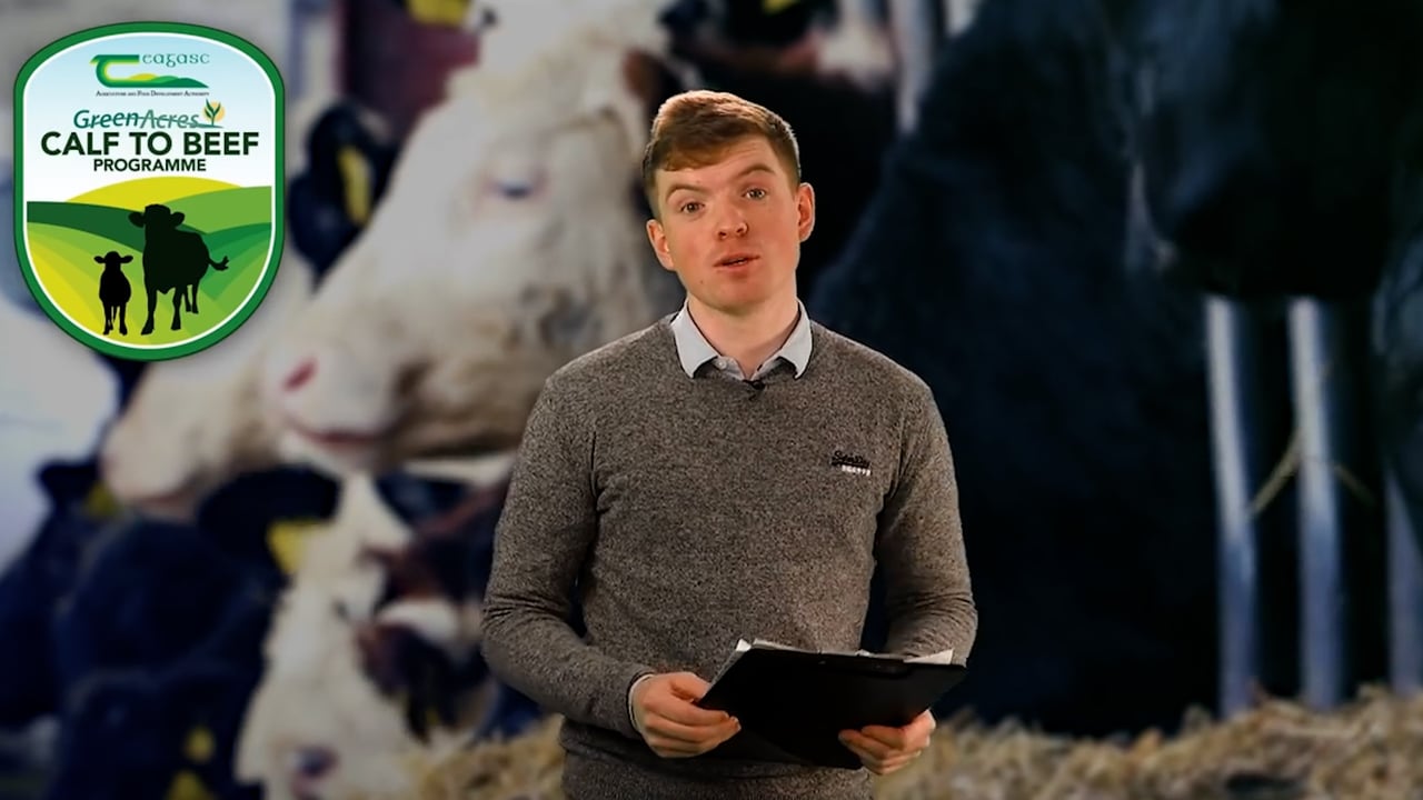 The Calf Show - Tuesday - Calf feeding and maintaining hygiene