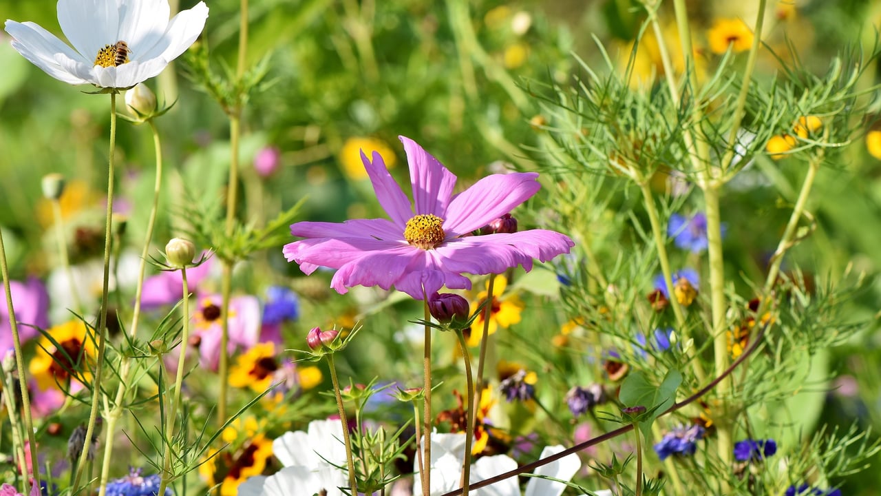 Leading seed company diversifies into wildflower division