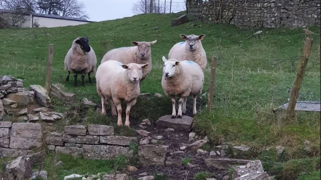 Walkers urged not to take dogs onto the hills