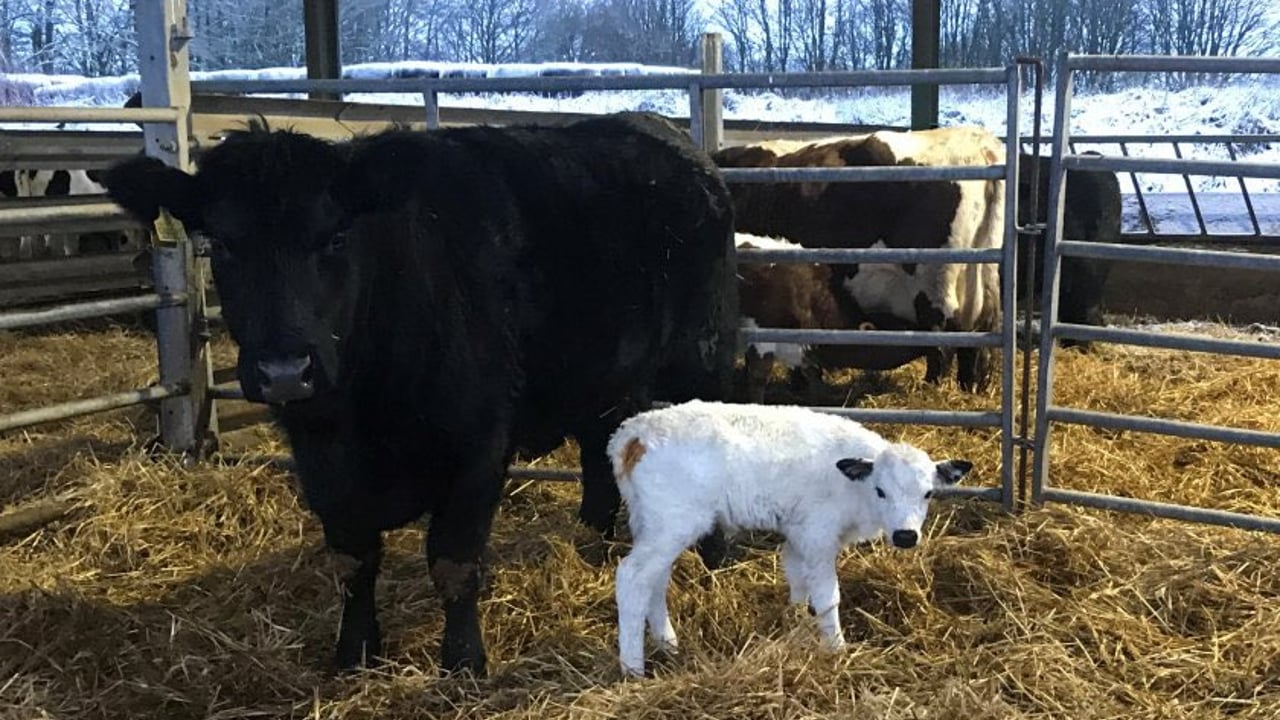 Successful embryo transfer gives hope for one of the UK's rarest semi-wild cattle breeds