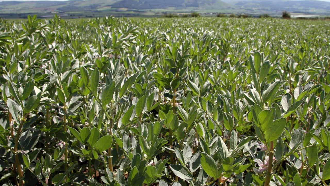 Field beans and lupins. Image source: AgriSearch