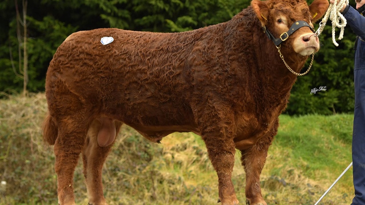 Bernish Pirlo sold for 6,800gns - Image source BLCS / Alfie Shaw