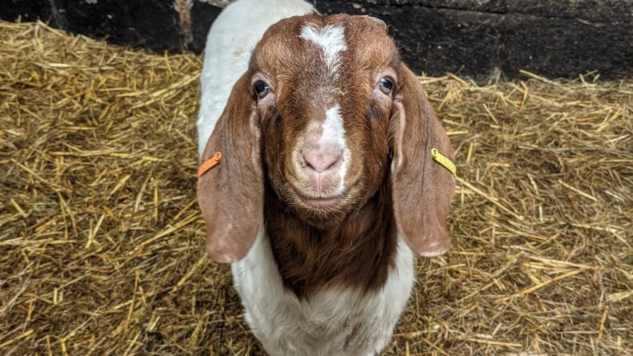 Image source: Cronkshaw Fold Farm