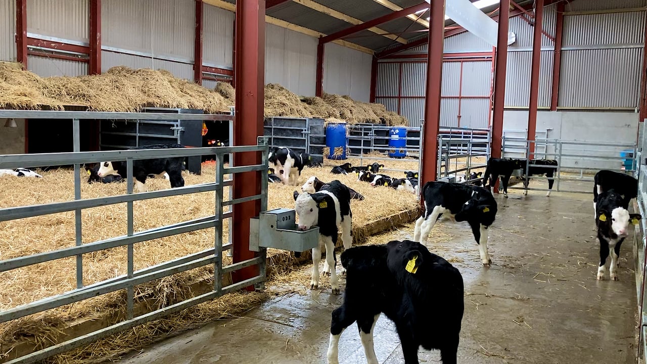 Autumn calving: Early calf management