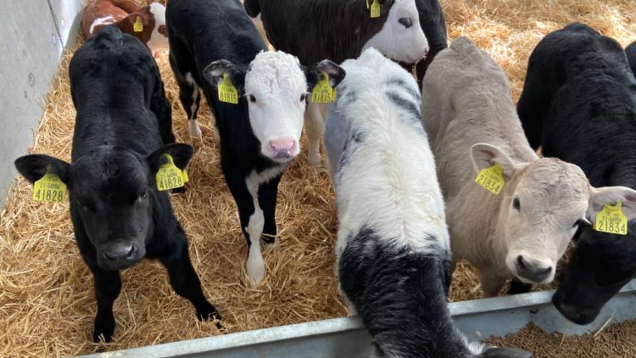 Green Acres: The relationship between calf purchase price and carcass value
