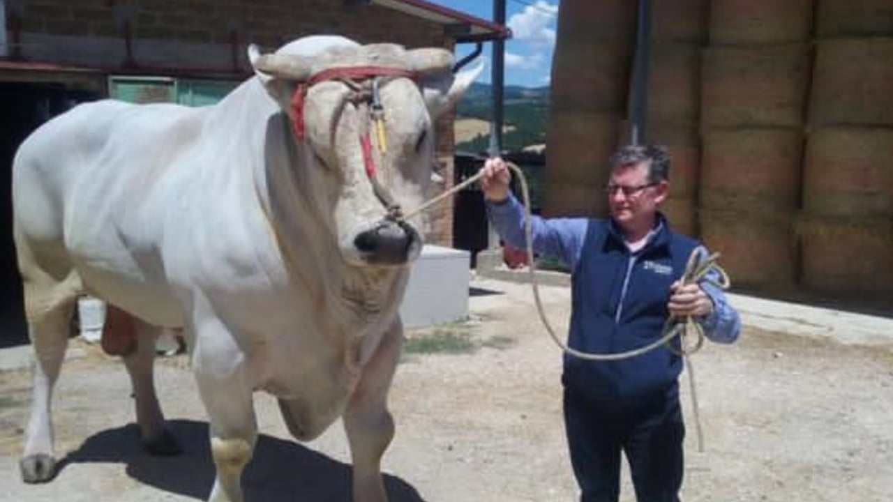 Conor Ryan of Dovea with a Chianina bull in 2017. Image source: David Clarke