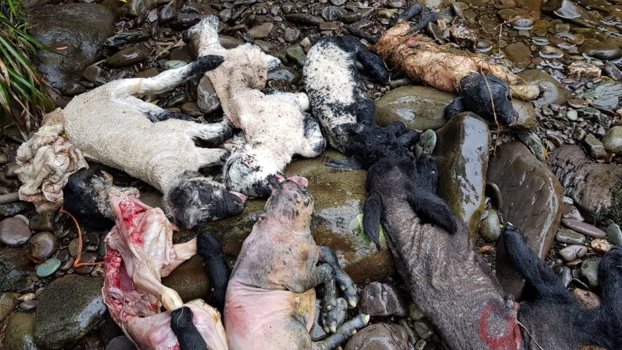 Kerry County Council appeals for information on lambs found dumped in river