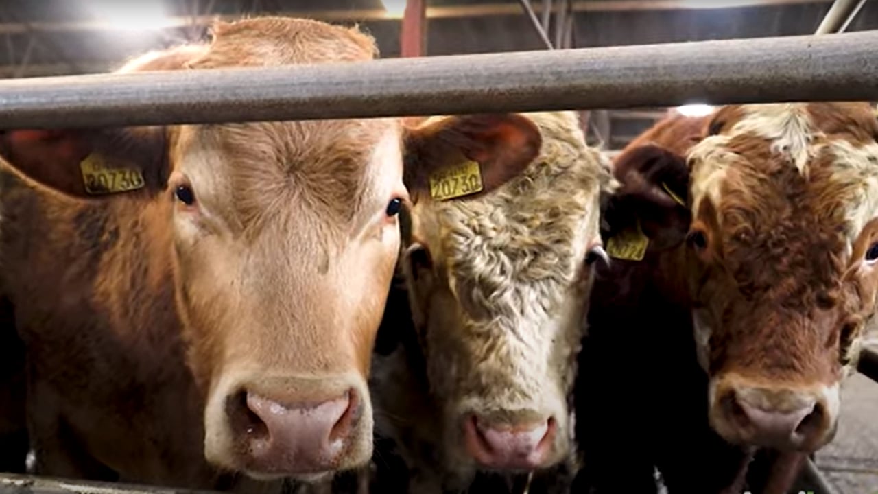 Cattle marts: Wet weather fails to dampen the trade