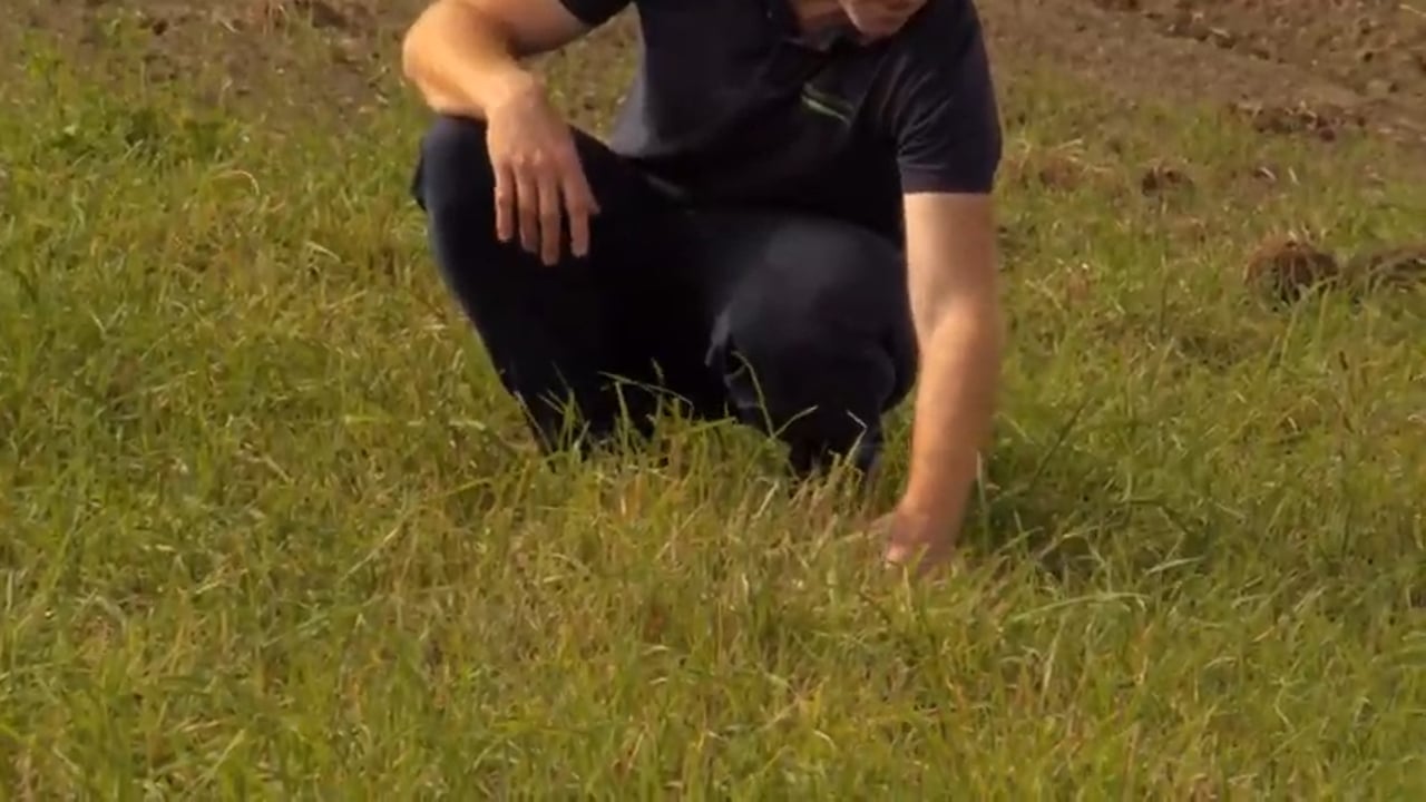 Videos launched to help farmers identify grass weeds in crops
