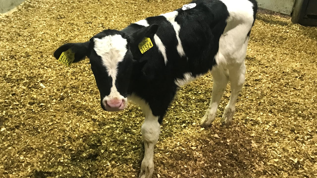 Friesian bull made: €26