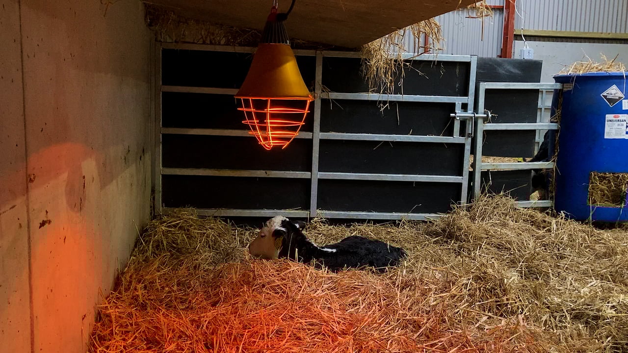 Scour control on farms this autumn