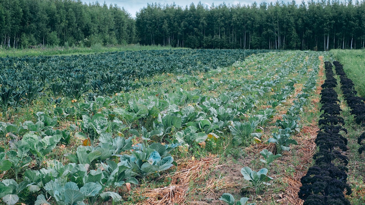 Organic Farming Scheme opens for applications