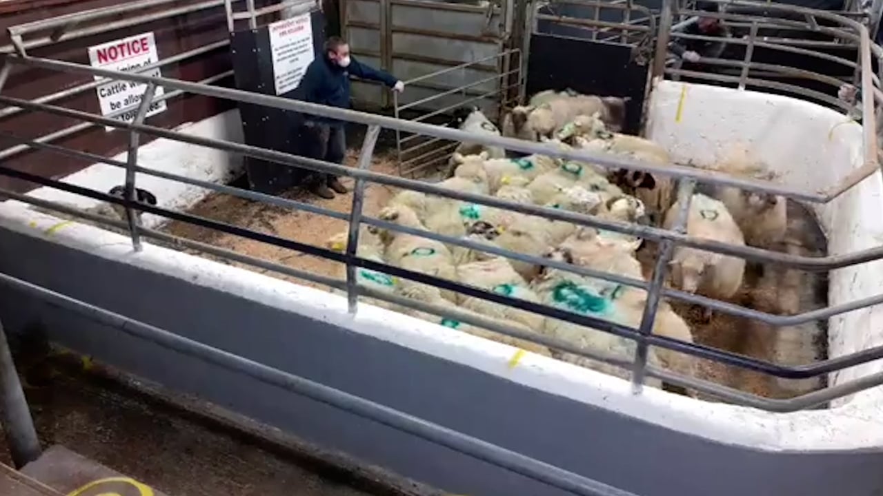 Hogget prices reach €171/head at Kingscourt Mart