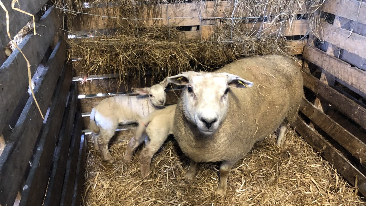 Identifying and marking problem ewes this lambing season