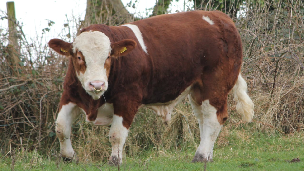 Image source: Portroyal Simmentals