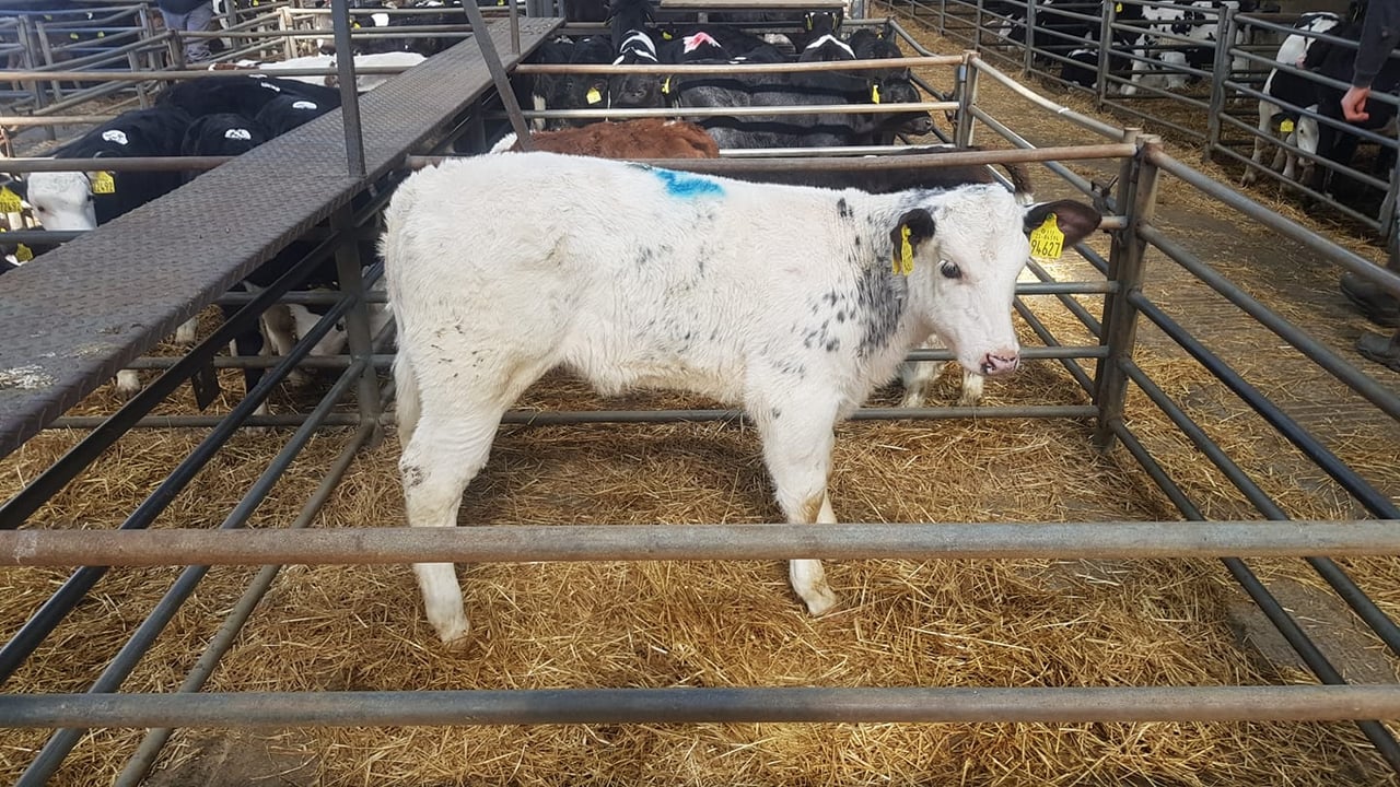 Belgian Blue heifer sold for €780 / Image source: Carnaross Mart 
