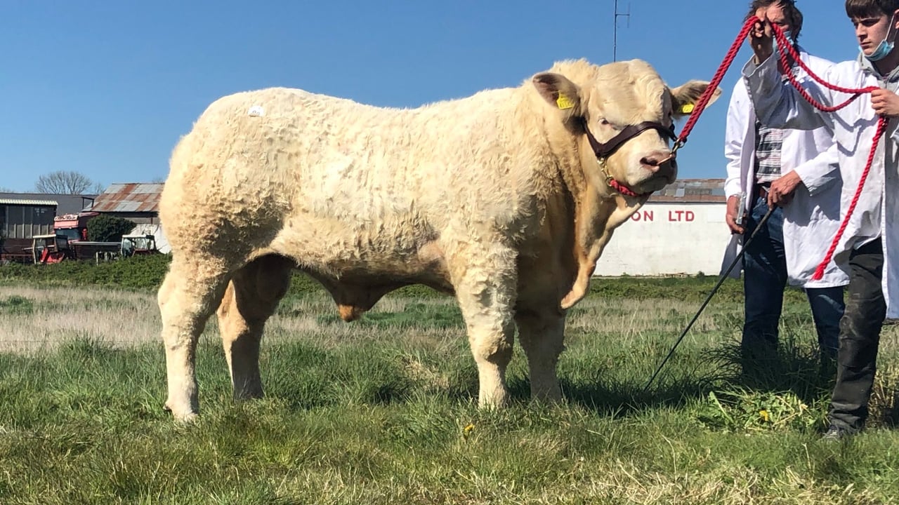 Crossmolina Rambo sold for €8,000