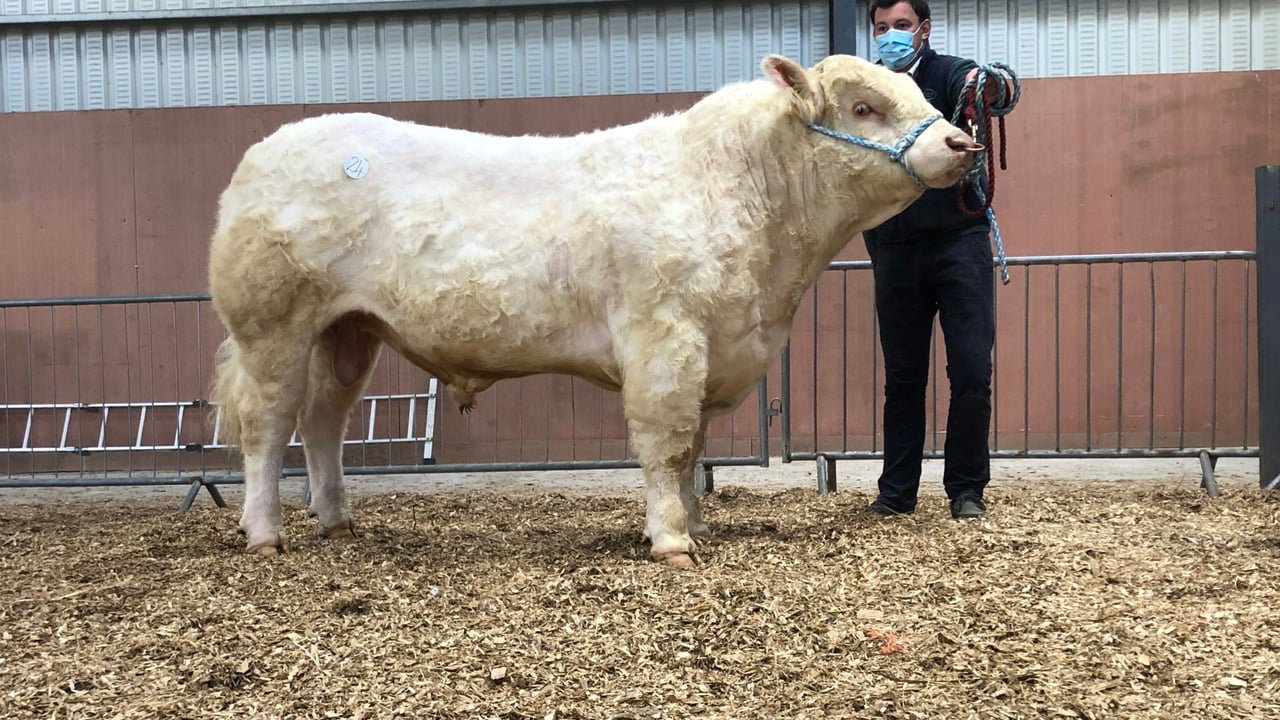 Laheens Promise sold for the top price of €4,800