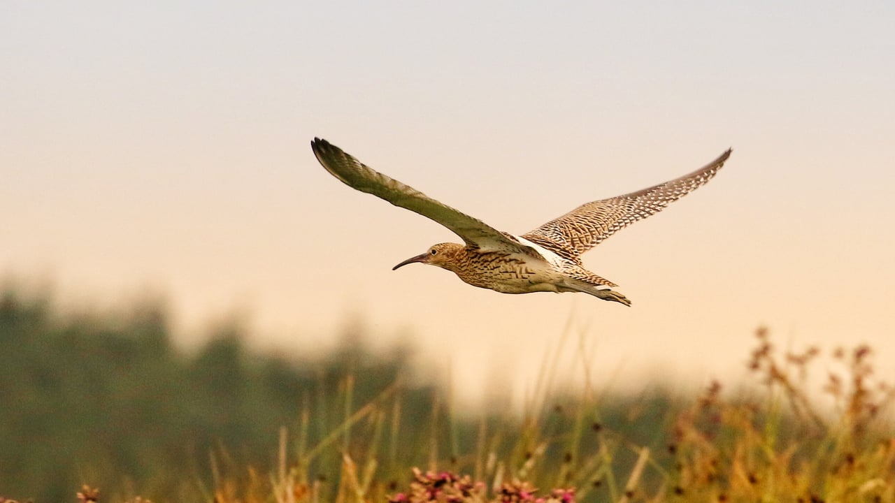 Curlew. Image source: Neal Warnock RSPB Images