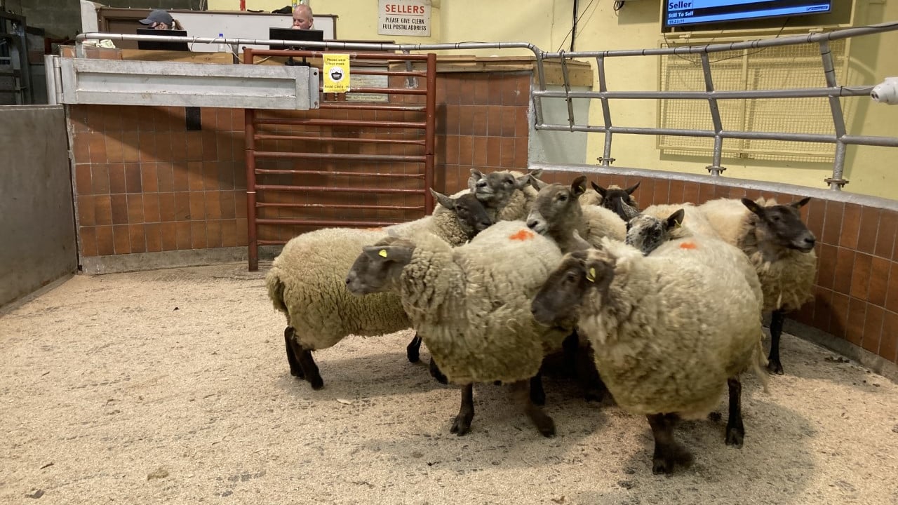 Cull ewes dominate mart trade as hoggets hold firm