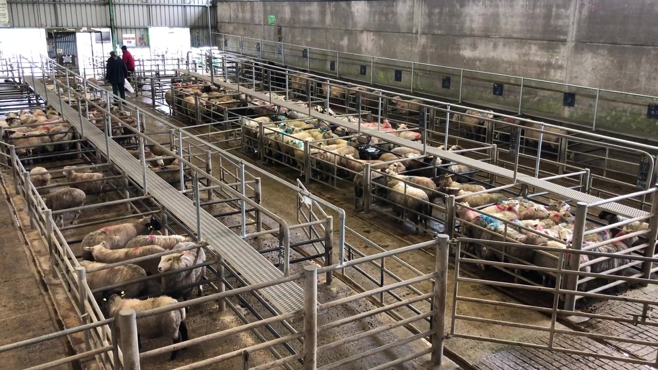 Sheep marts: Top price of €163 for lambs at Ennis Mart