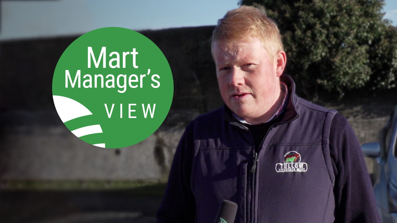 Tullow Mart: Steady trade for hoggets while cull ewes breach €200/head