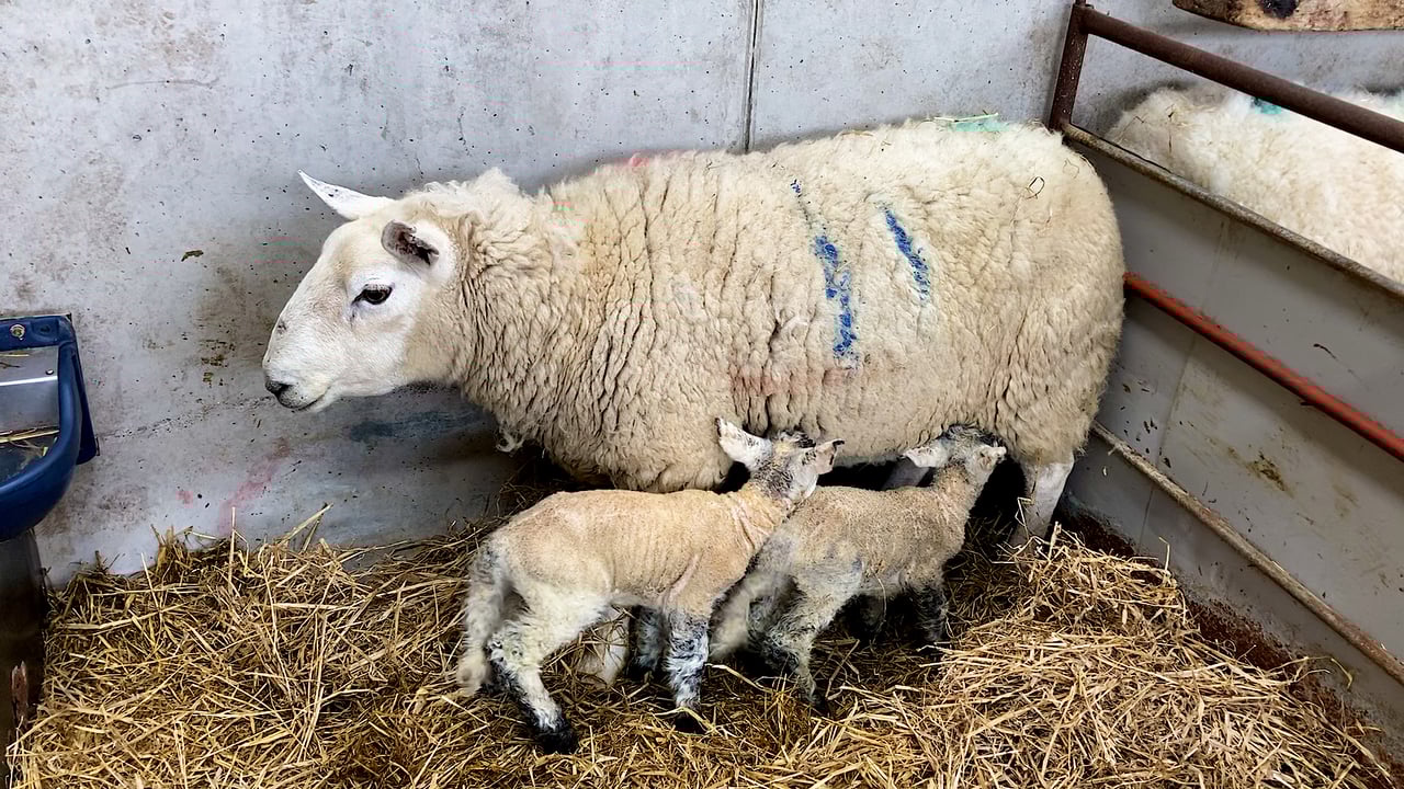 Investigating unknown mortalities that occur around lambing