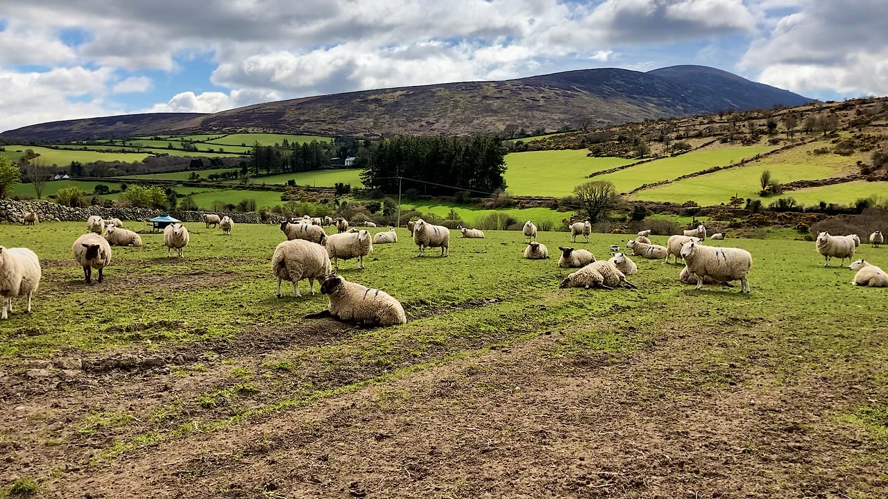 Sheep Focus: Lambing 300 ewes in Co. Carlow