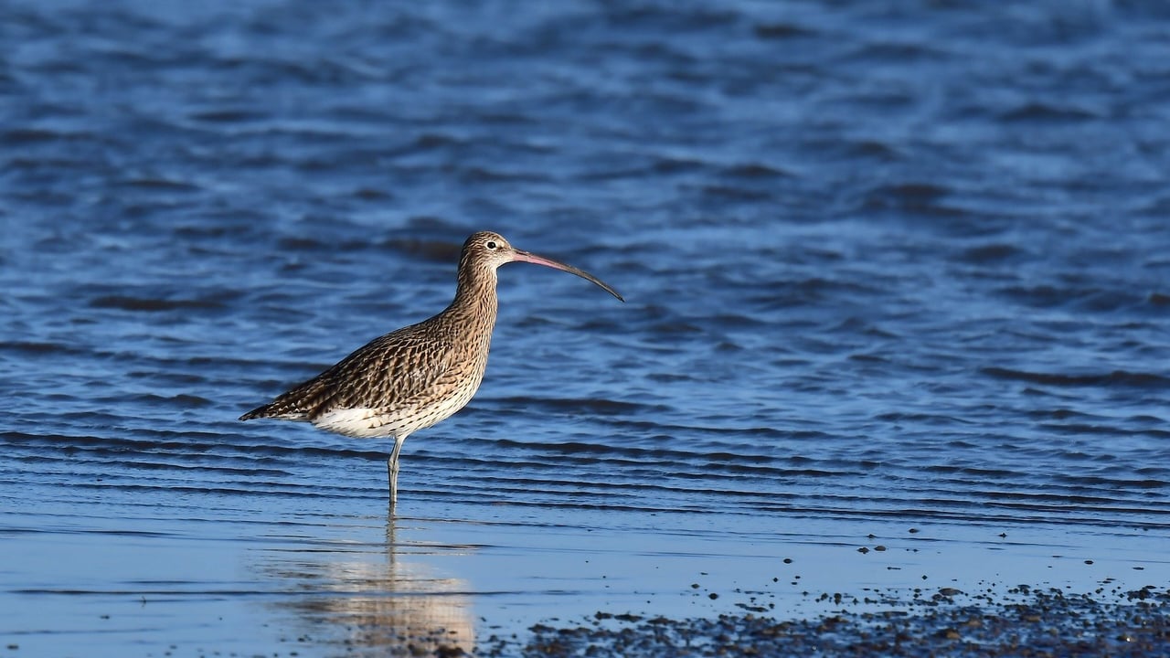 'Huge positive momentum' for curlew conservation in farming community