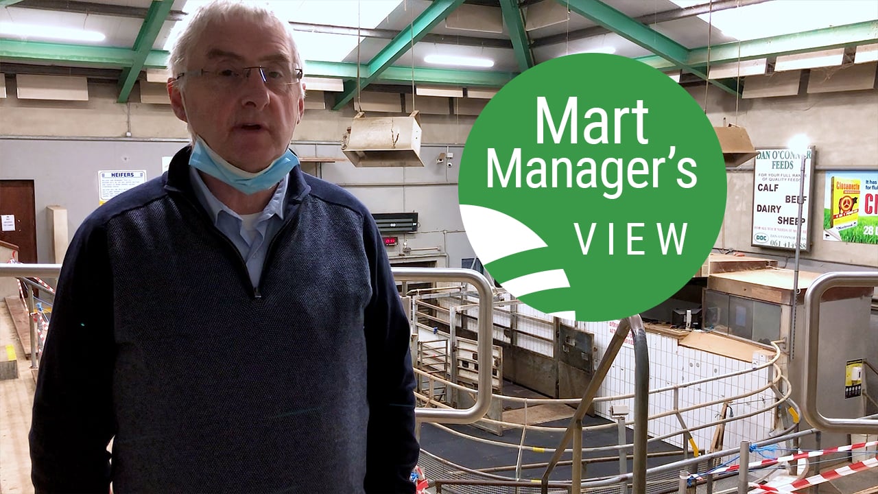 Ennis Mart: Strong showing of spring lambs peaked at €171/head