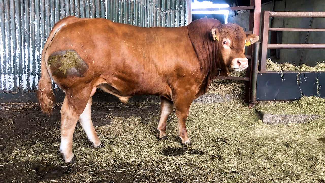 Beef Focus: Limousin genetics come to the fore in this 90-cow suckler herd
