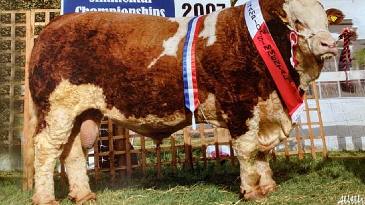 Monaduff Lord / Image source: Progressive Genetics 