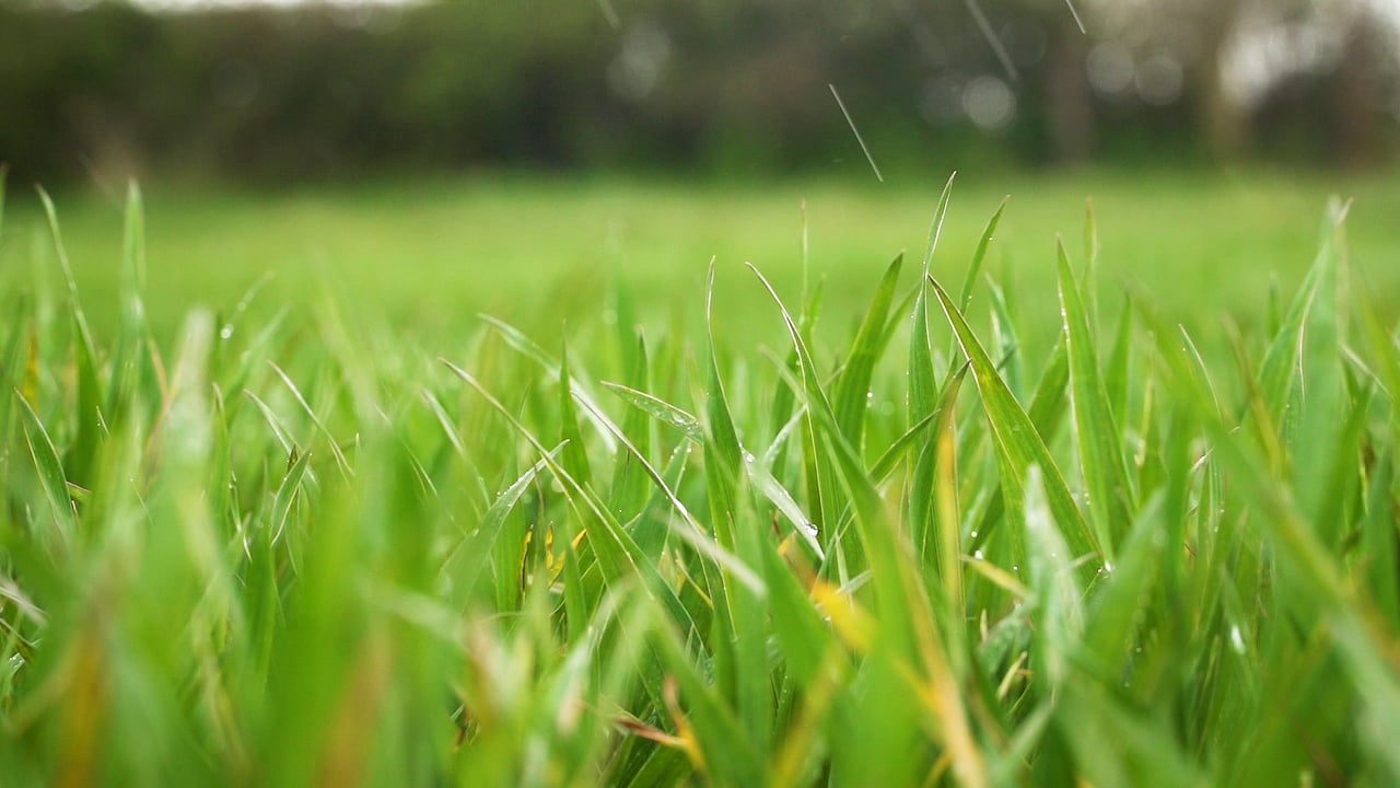 Tillage update: Most spring cereal crops now drilled