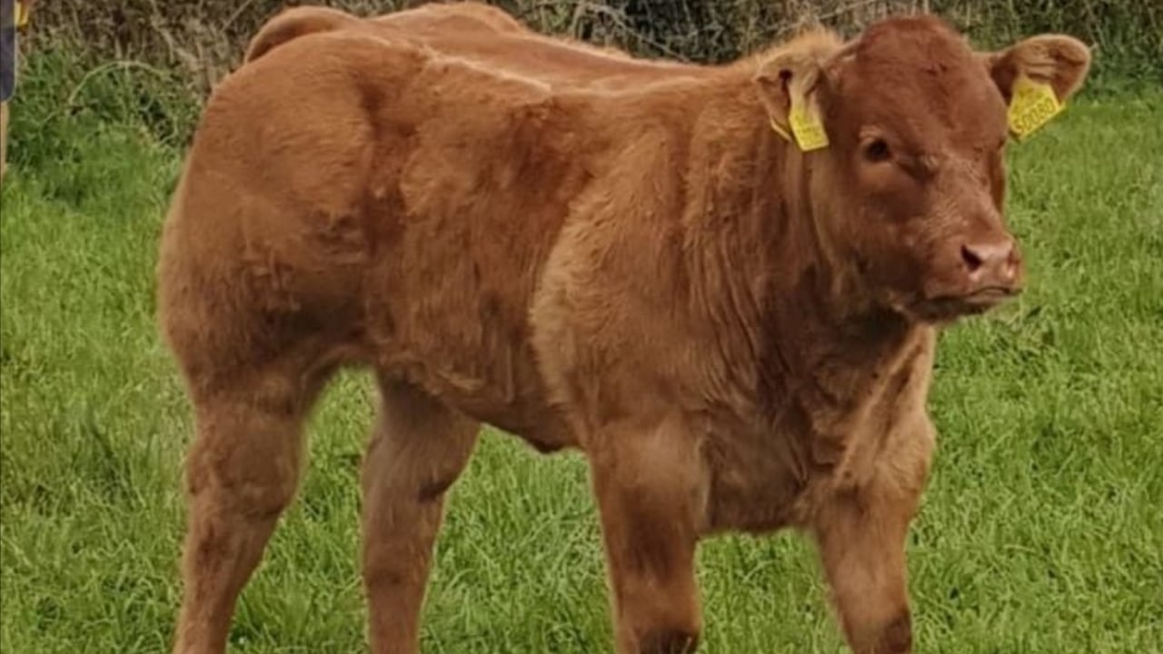 Pics: Top cattle to go under hammer in Ballinakill this weekend