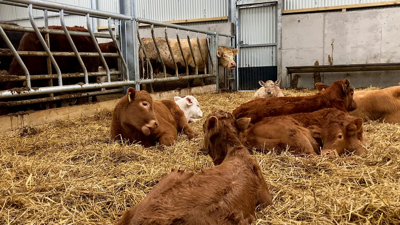 Calf registrations: Beef numbers down by 7,532 head